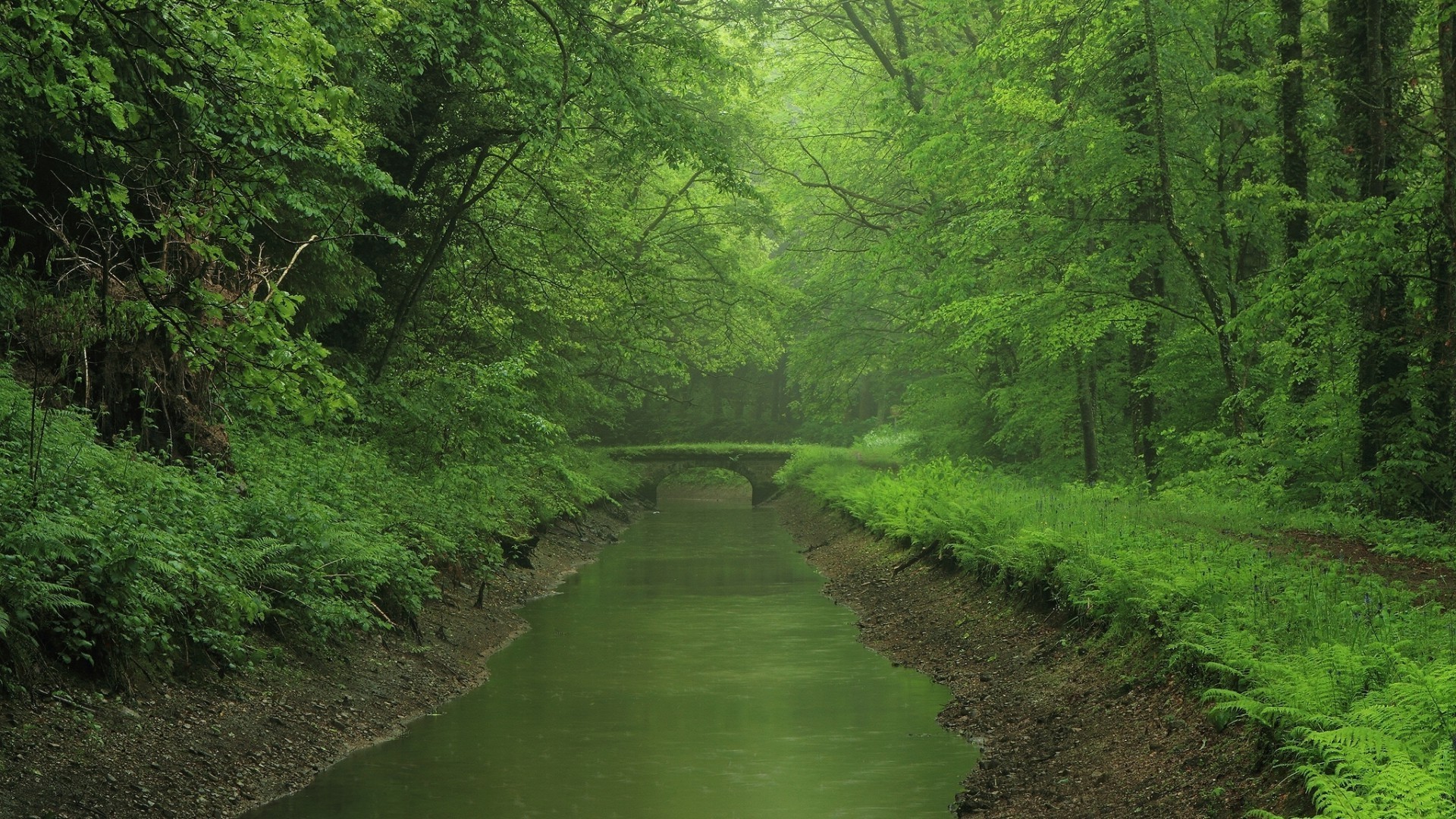 rivers ponds and streams wood landscape tree nature leaf outdoors lush water summer travel environment daylight park scenic