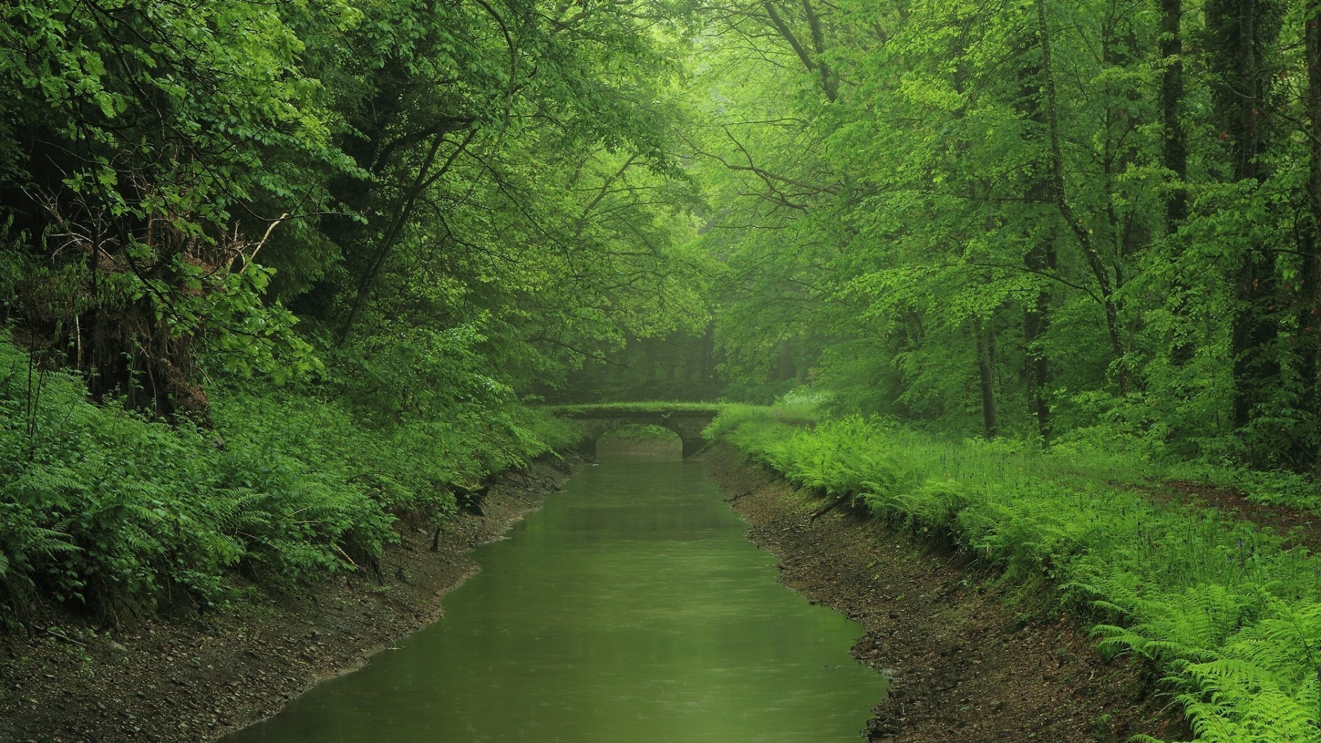 fiumi stagni e torrenti stagni e torrenti legno paesaggio albero natura foglia all aperto lussureggiante acqua estate viaggi ambiente luce del giorno parco scenico