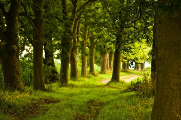 A path between green trees