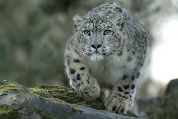 Animal mamífero en la naturaleza