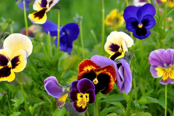 Blumenbeet im Garten aus Stiefmütterchen