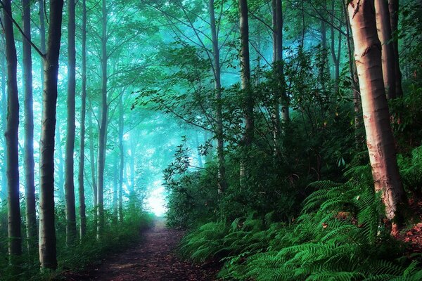 Forêt d été dans le brouillard