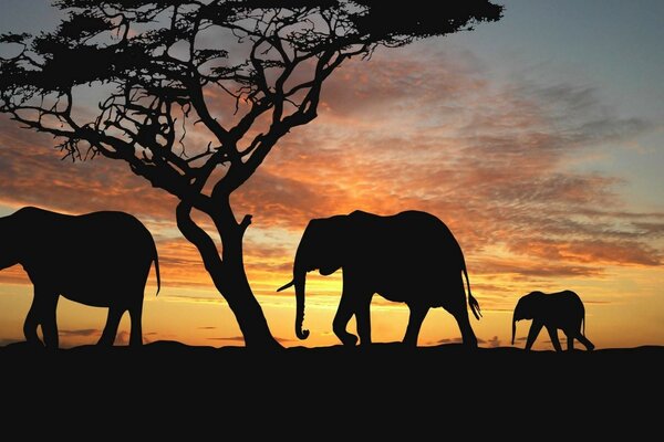 Silhuetas de uma família de três elefantes ao pôr do sol