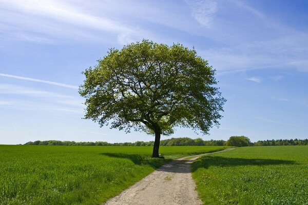 Albero verde solitario nel mezzo di un campo verde