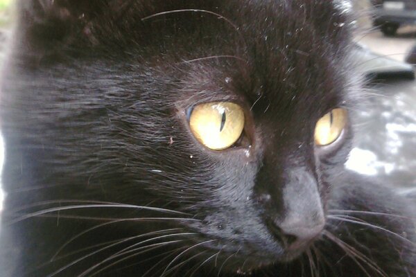 Sarı gözlü sevimli kara kedi