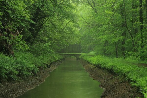 Bellissimo stagno in una foresta pittoresca