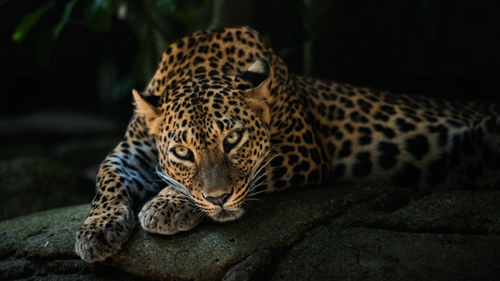 leoparden katze leopard tierwelt säugetier raubtier zoo natur jäger wild gefahr dschungel tier fleischesser safari pelz auge jagd