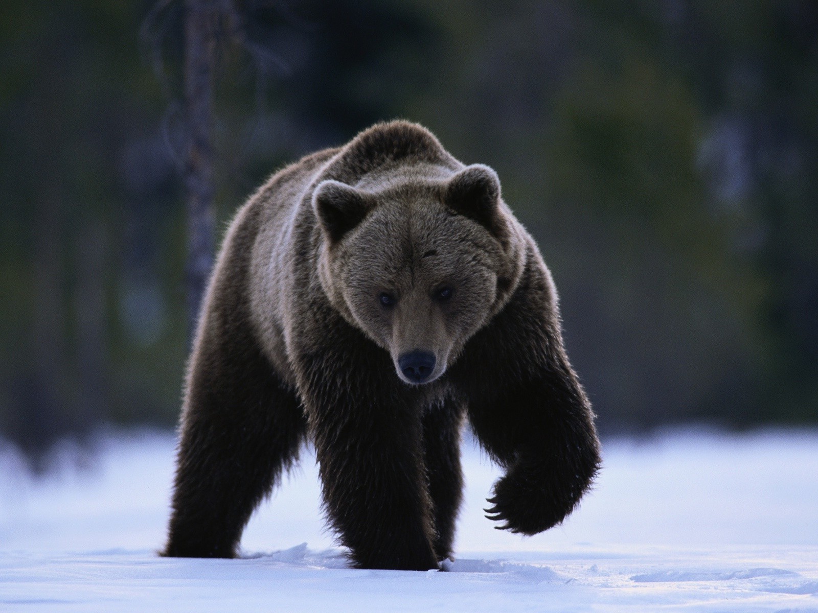 ours mammifère la faune en plein air bois prédateur nature sauvage animal grizzly