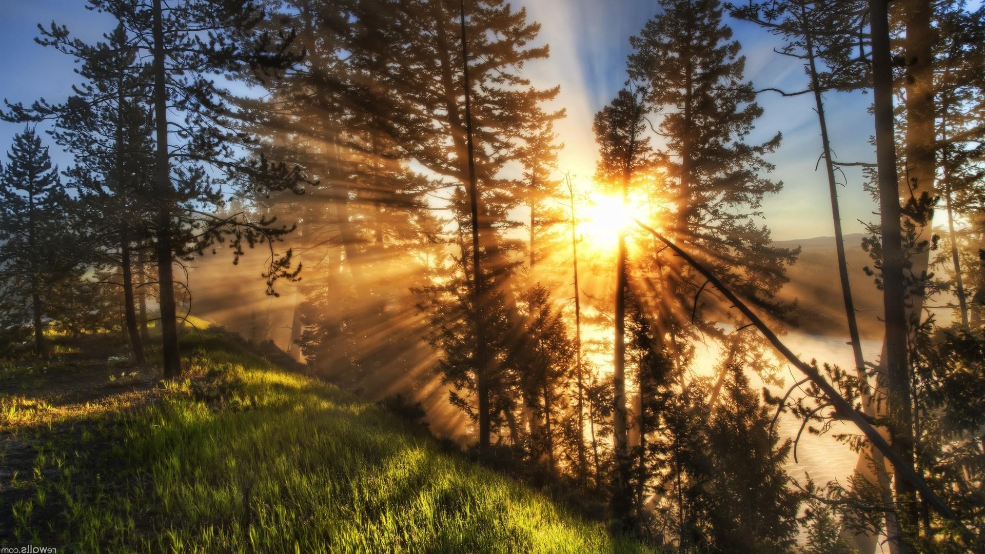 landscapes tree wood landscape nature dawn sun fair weather fog pine mist season sunset light outdoors fall park bright sky branch