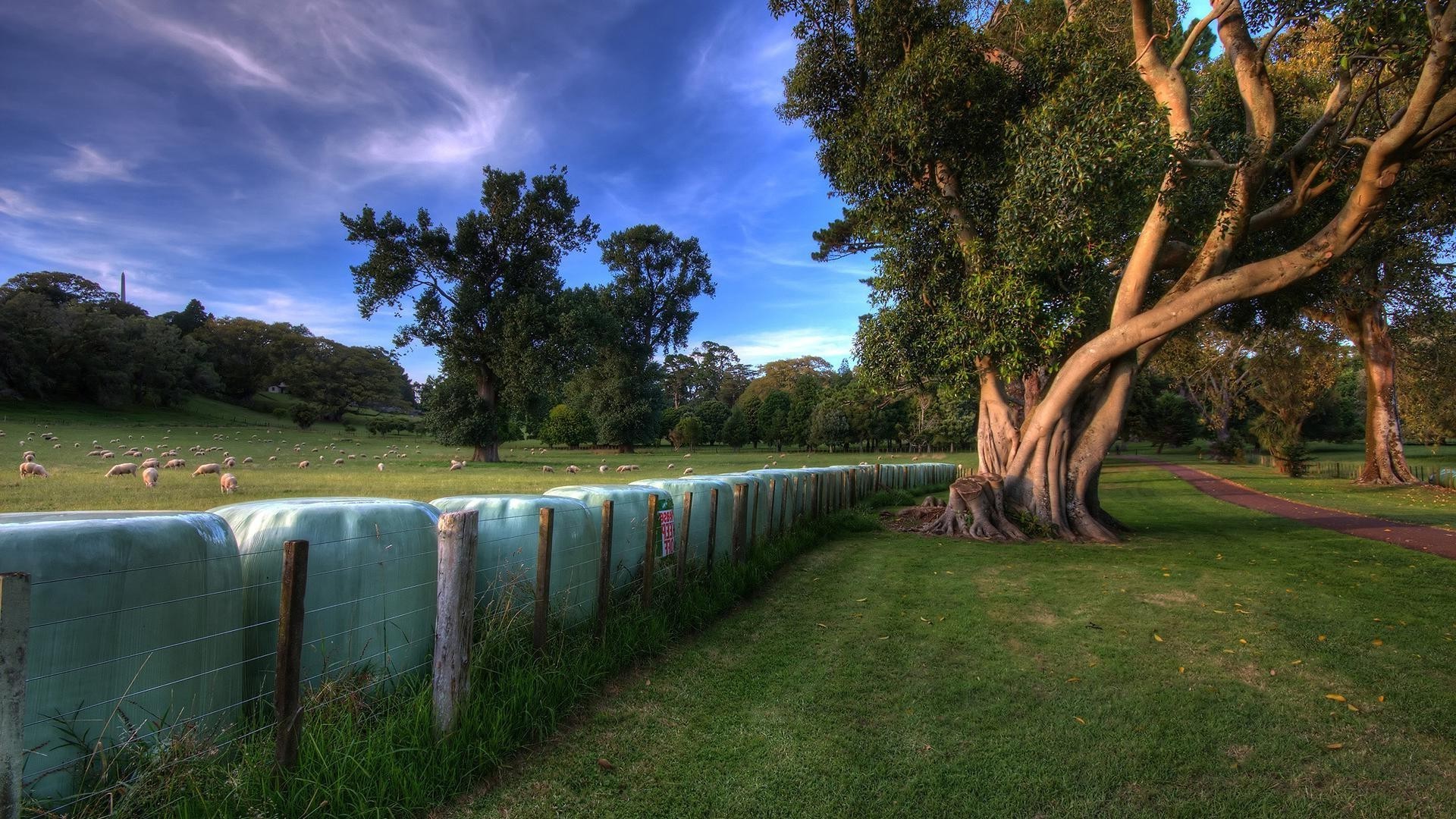 bäume baum landschaft gras im freien reisen natur himmel holz park wasser