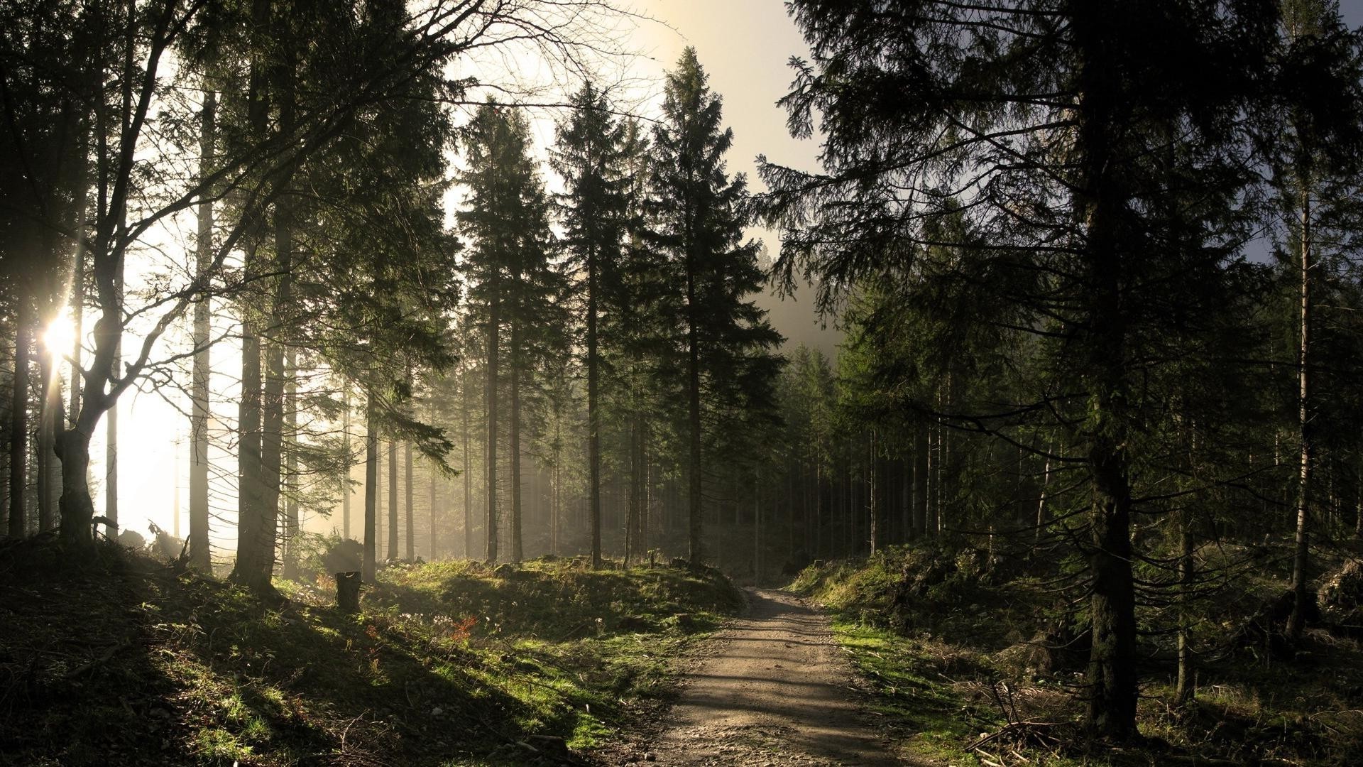 coucher du soleil et l aube arbre bois brouillard paysage nature brouillard aube à l extérieur feuille lumière conifères soleil automne parc beau temps route guide scénique environnement