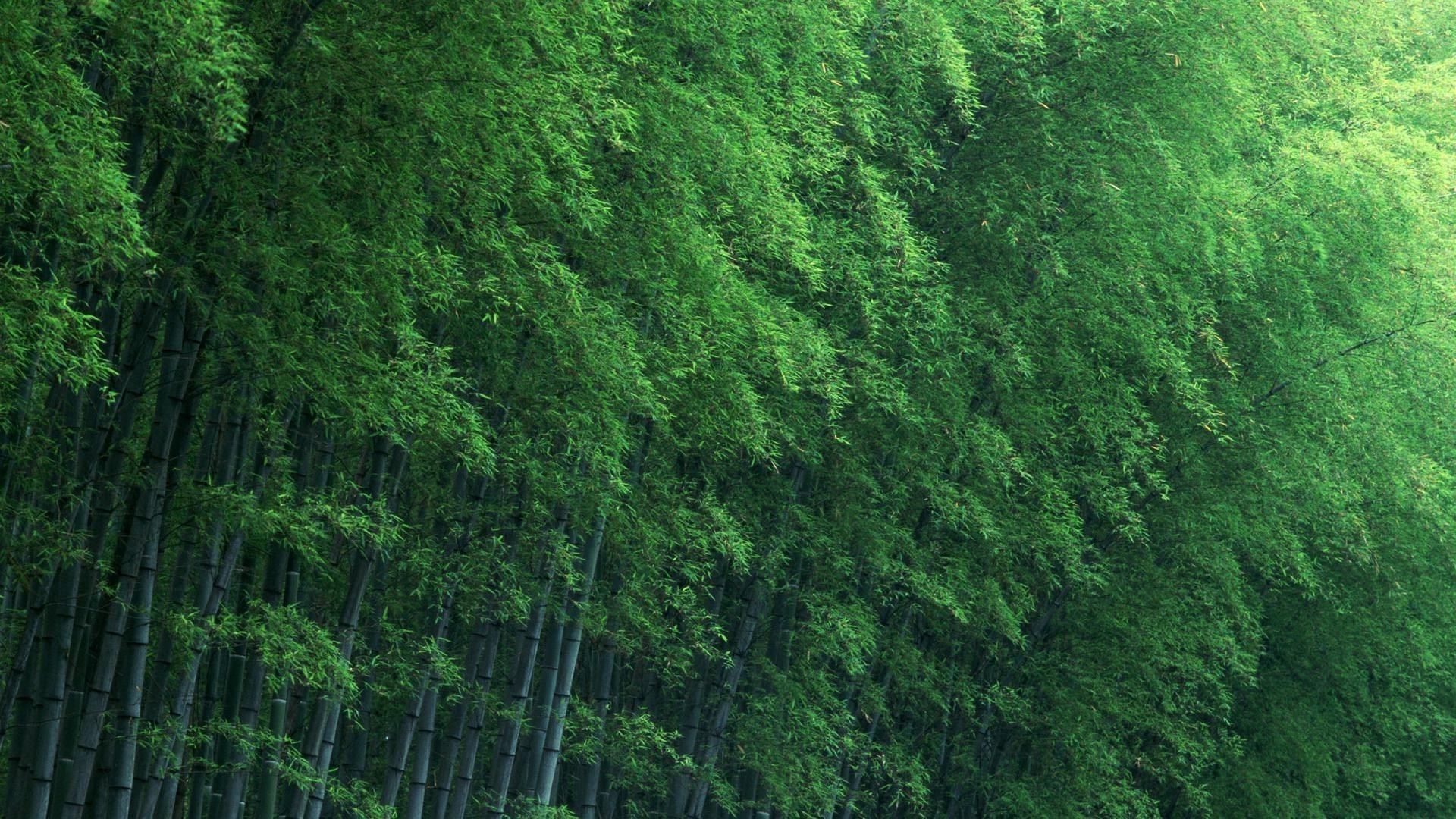 foresta foglia desktop legno lussureggiante natura legno struttura all aperto carta da parati paesaggio