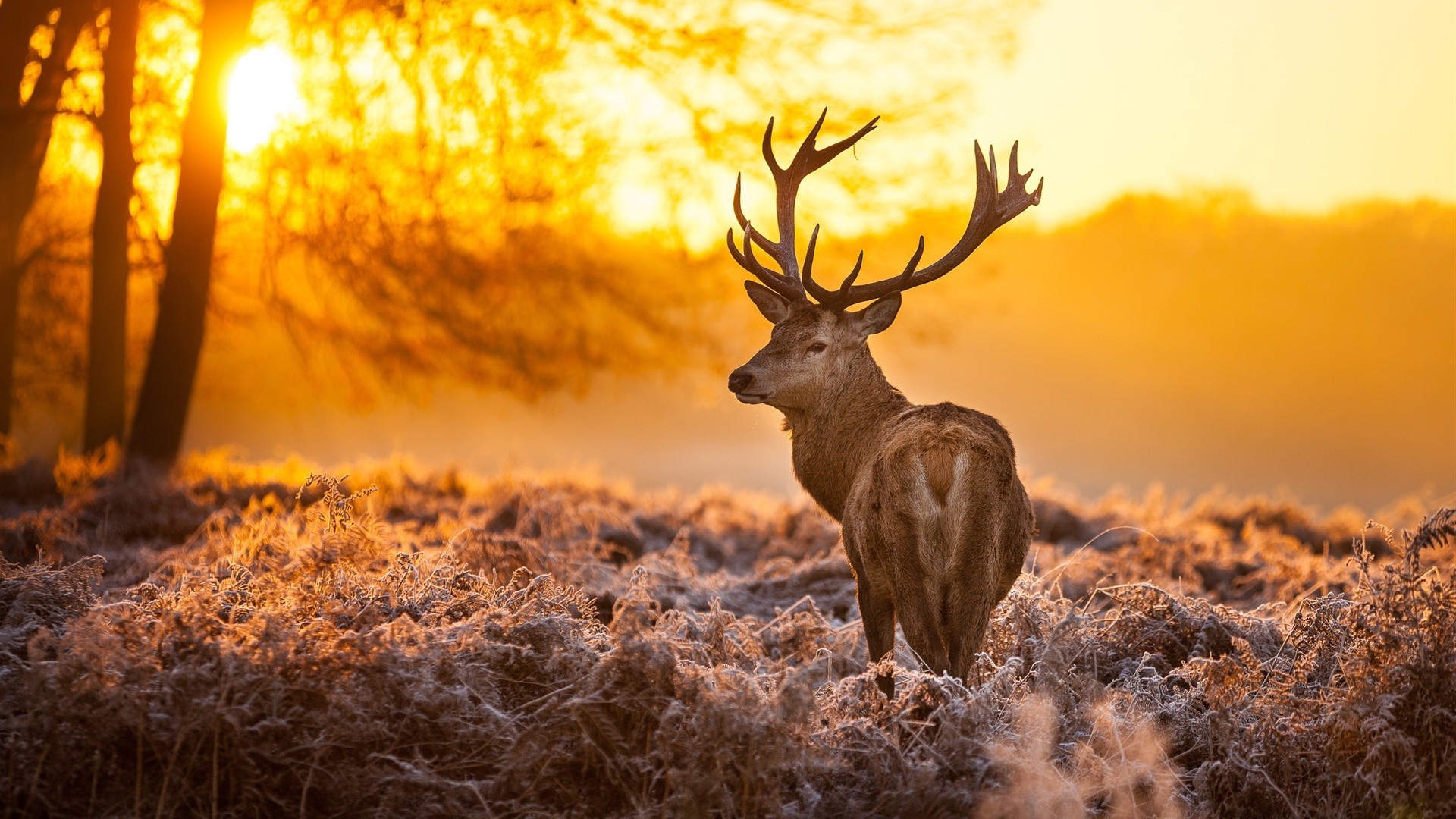 ciervos naturaleza al aire libre puesta del sol madera amanecer