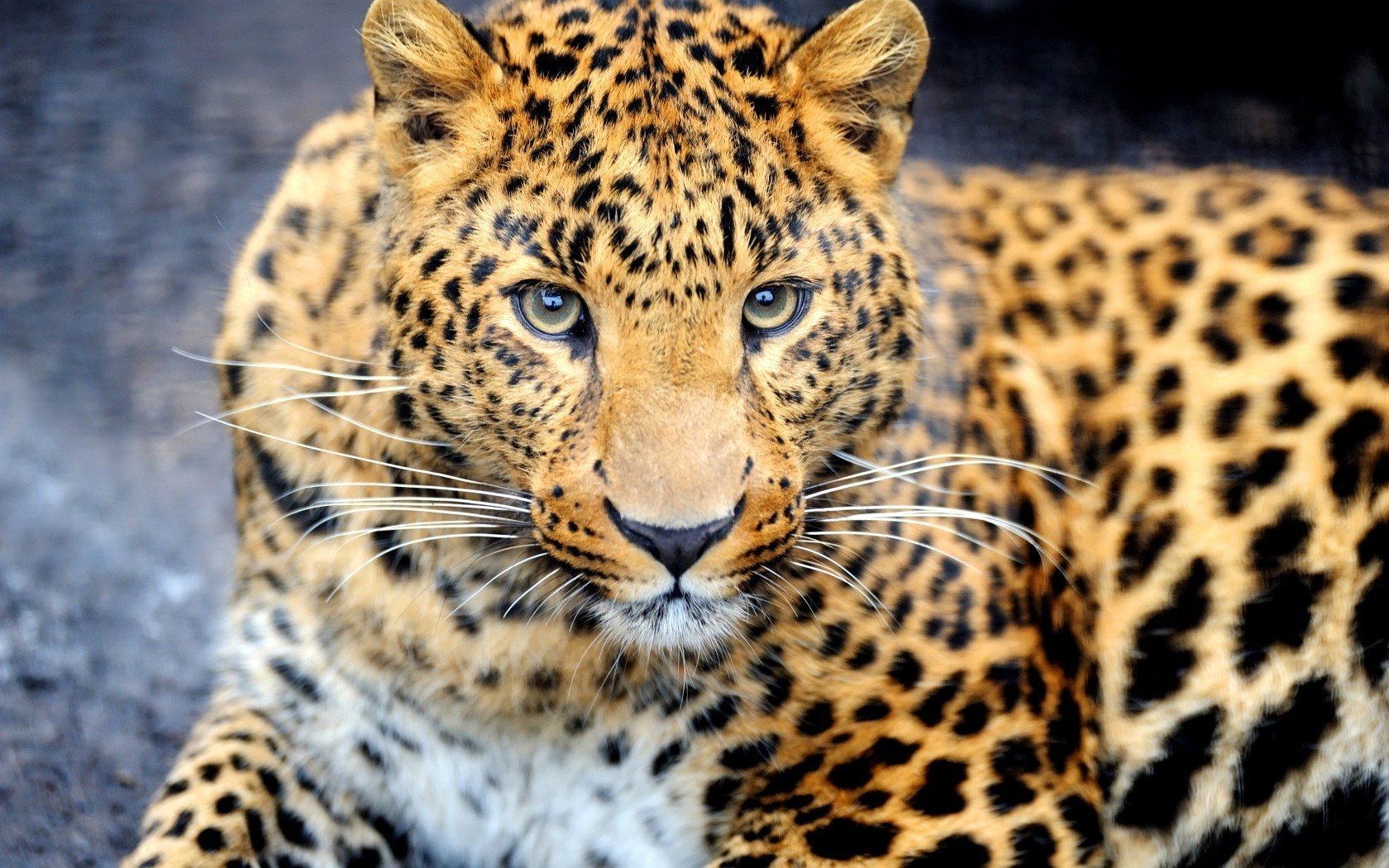 zwierzęta kot dzika przyroda ssak lampart drapieżnik zwierzę mięsożerca zoo myśliwy safari futro gepard dziki