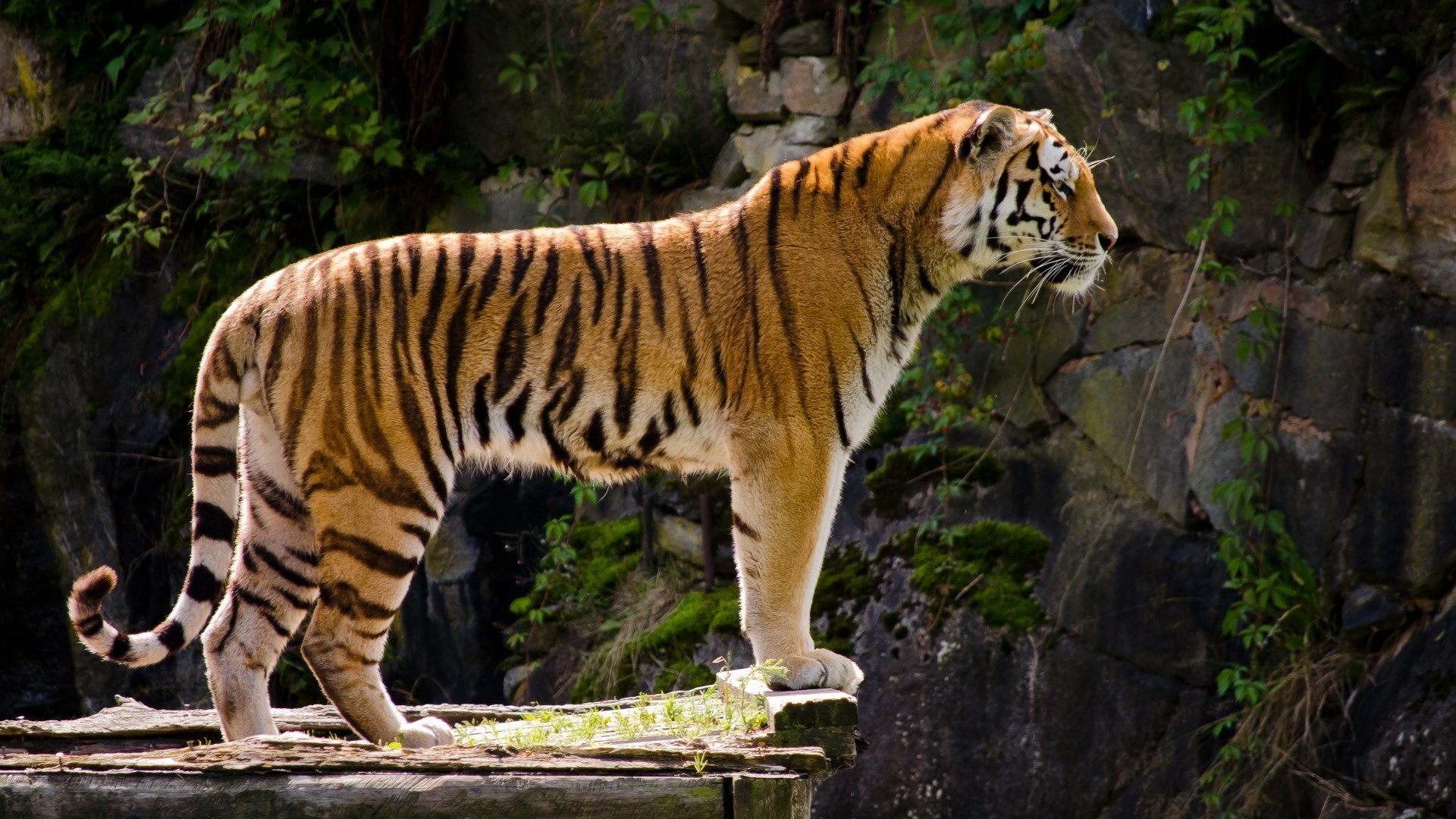 tiger tiger tierwelt katze säugetier zoo dschungel tier jäger wild raubtier natur safari gefahr groß fleischesser fell suchen jagd streifen porträt