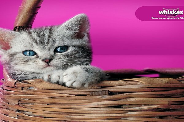 Cute kitten on a purple background