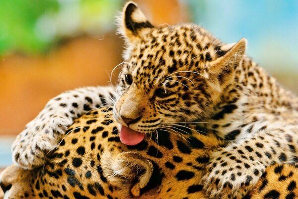 Jaguar kitten plays with his mom