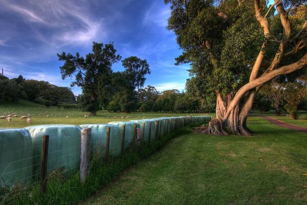 El árbol es una Liana. Aire limpio