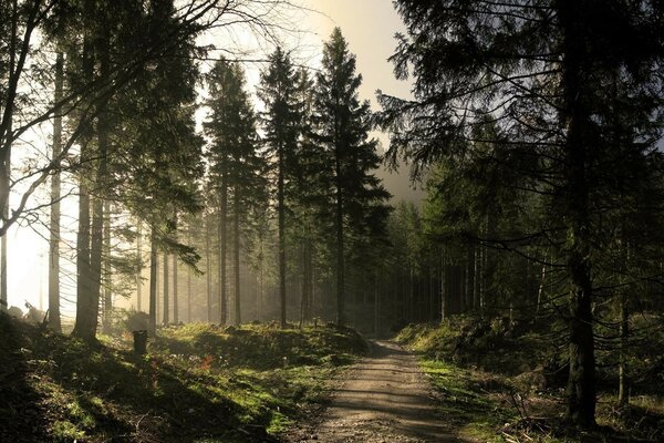 Forêt de pins par une journée claire