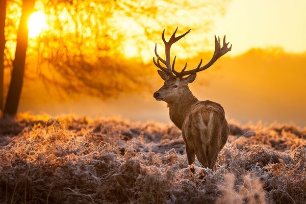 Cervo nella natura sullo sfondo del tramonto