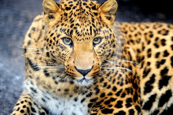 Uyanık bir leopar yere yaslanıyor