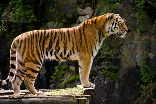 Orgulloso tigre al pie de las rocas