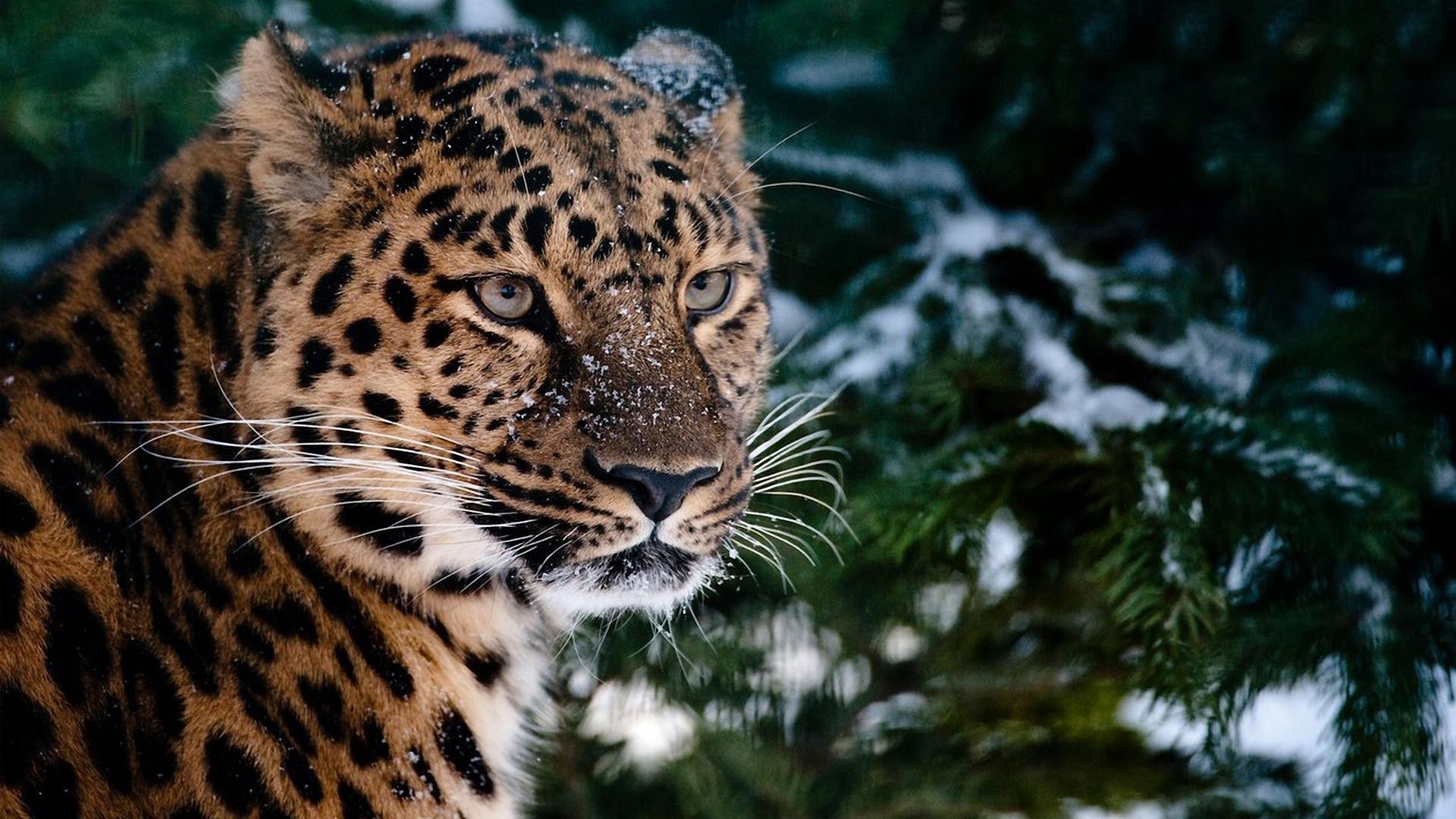 lamparty dzika przyroda kot drapieżnik ssak lampart natura myśliwy mięsożerca dziki futro zwierzę niebezpieczeństwo zoo duży safari dżungla