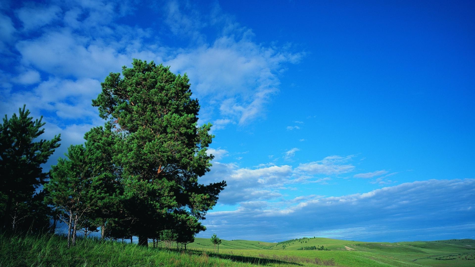 summer nature landscape sky tree outdoors grass countryside fair weather rural wood sun