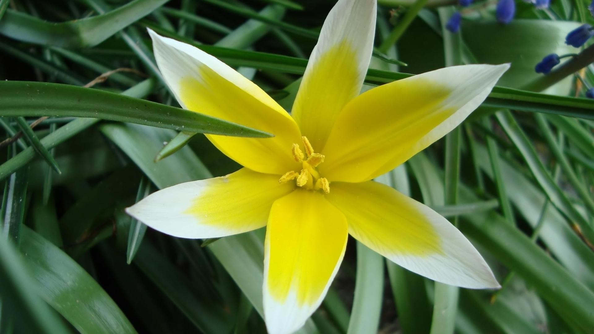 gros plan nature flore fleur feuille jardin lumineux été pâques pétale saison bluming croissance floral couleur gros plan