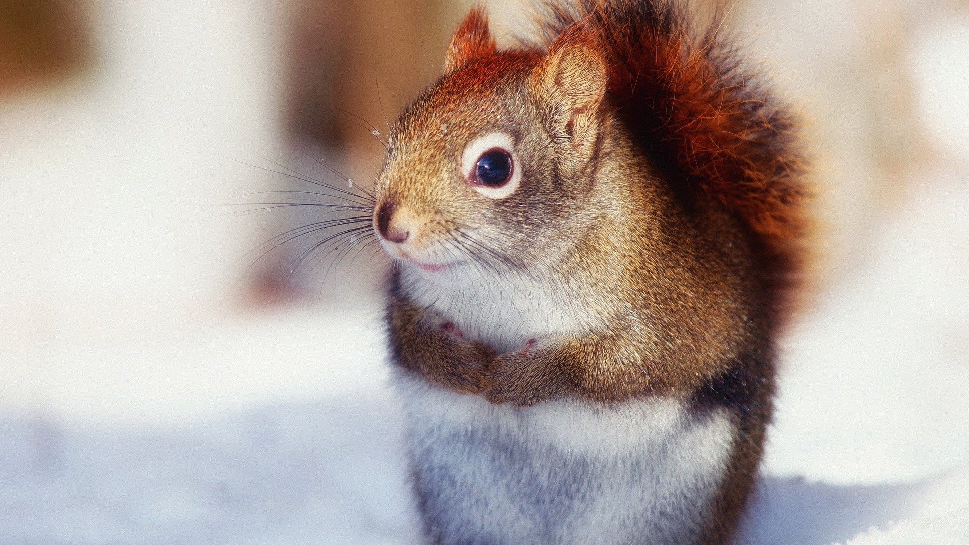 écureuil mammifère mignon fourrure faune petit rongeur vers le bas animal unique nature portrait s asseoir oeil