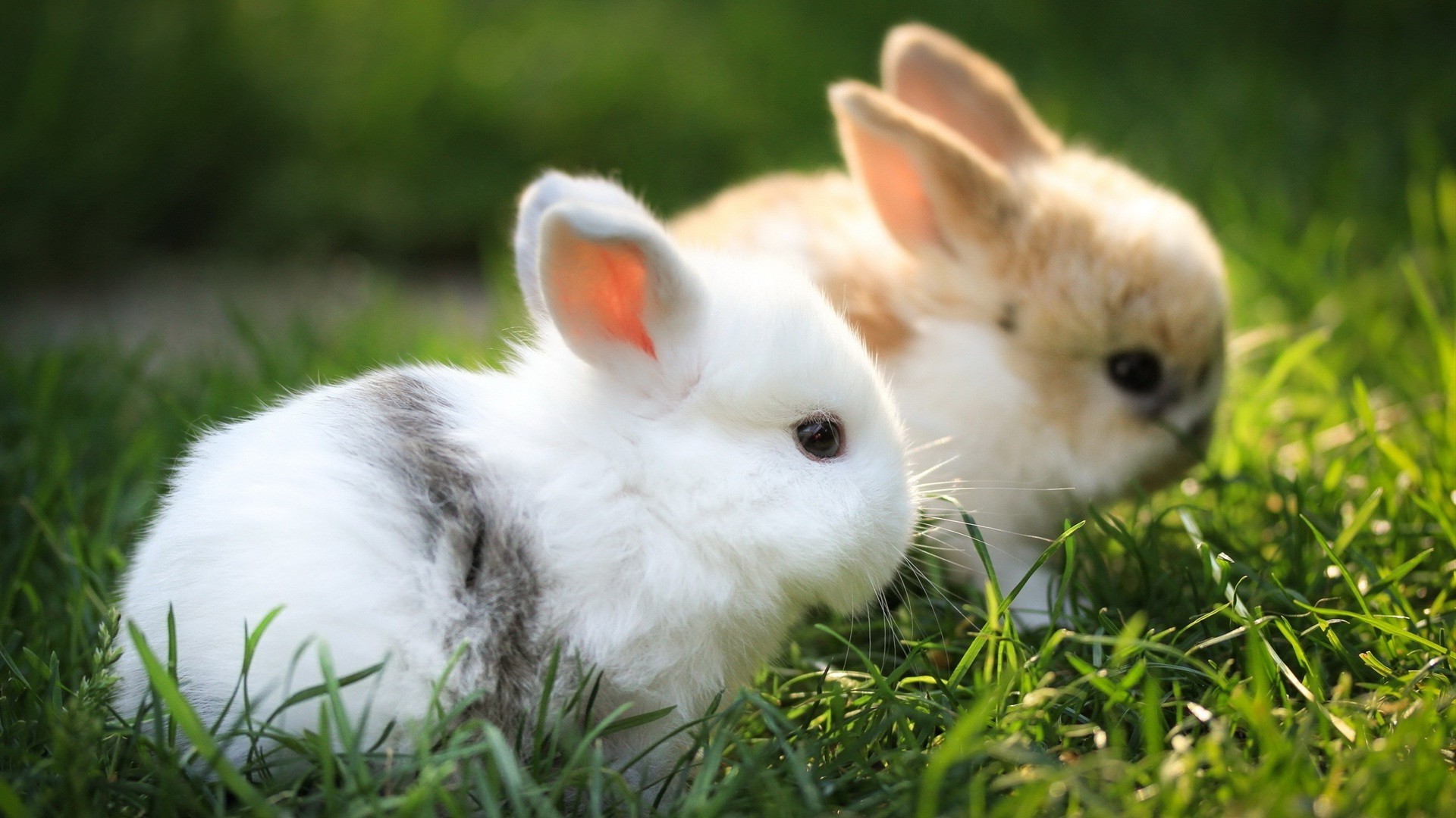 coelhos coelho coelhinho fofa páscoa pequeno para baixo grama criança jovem animal pele animal de estimação natureza mamífero adorável roedor sentar tame retrato