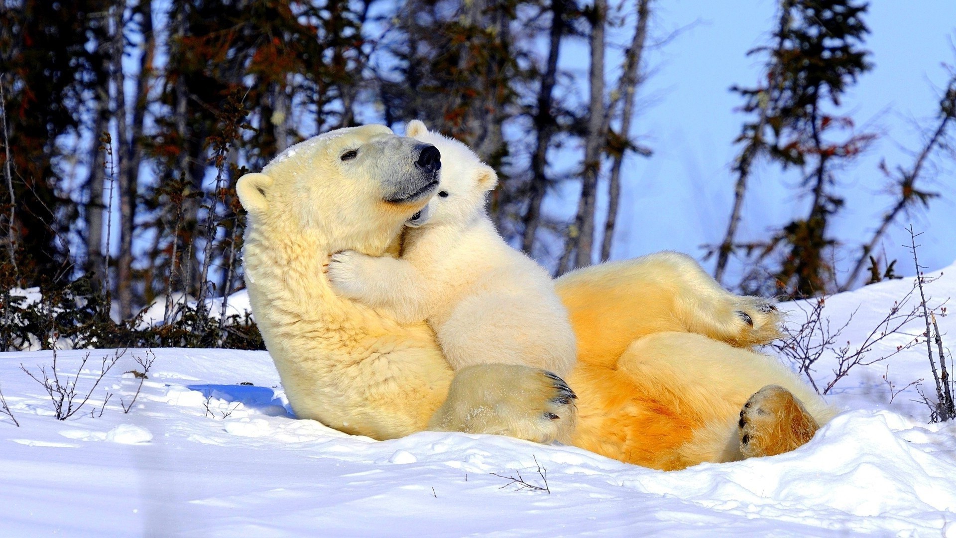 bears snow winter cold nature frosty outdoors ice mammal wildlife daylight