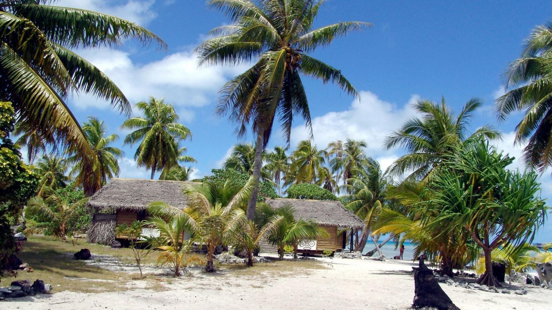 insel palmen tropisch kokosnuss strand resort urlaub insel paradies reisen sand meer exotisch ozean baum idylle hotel sommer entspannung sonne tourismus