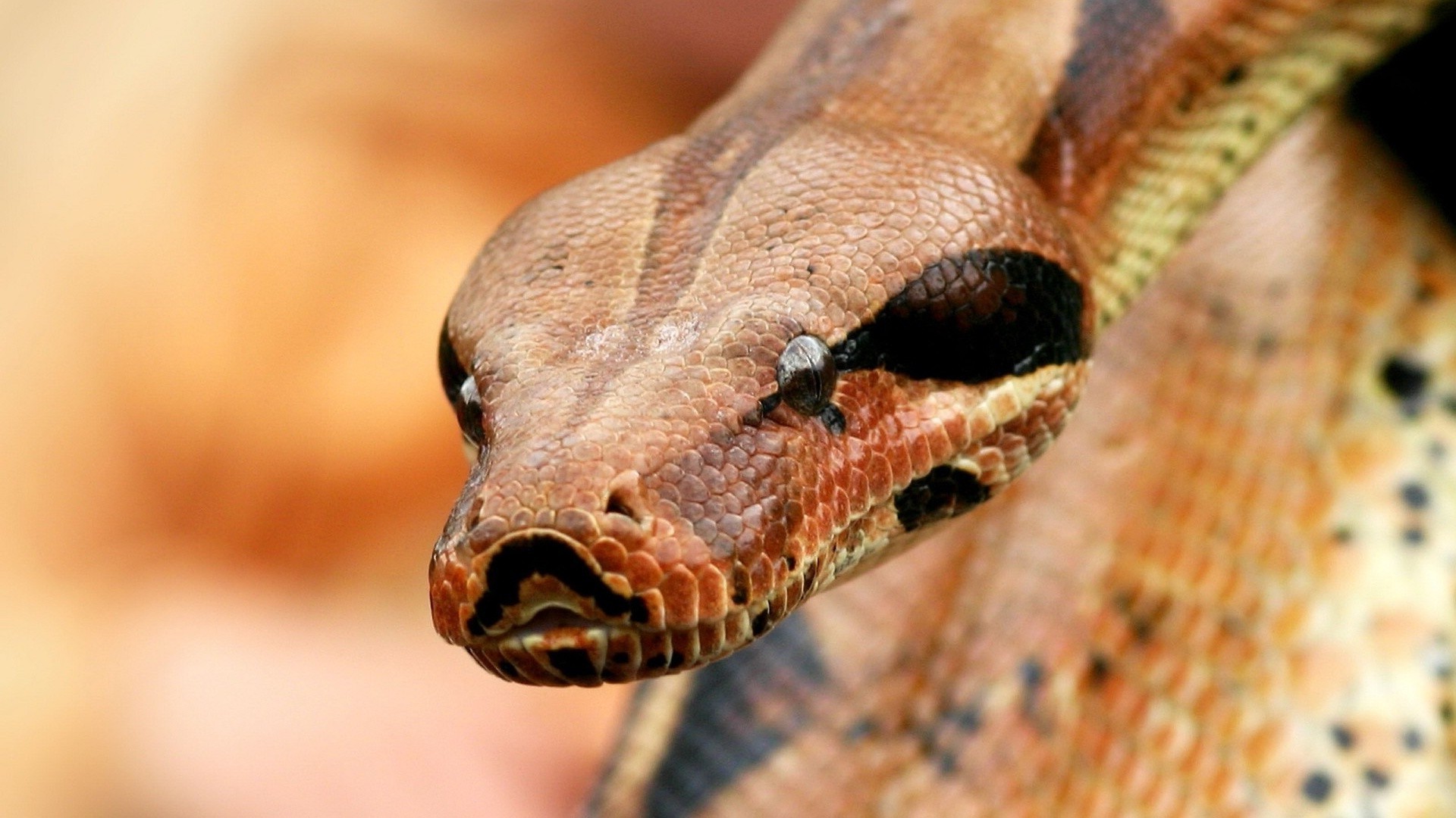 animales serpiente gazoo boa pitón vida silvestre naturaleza veneno viper animal zoología mascota herpetología escala exótico veneno biología depredador peligro especies vista