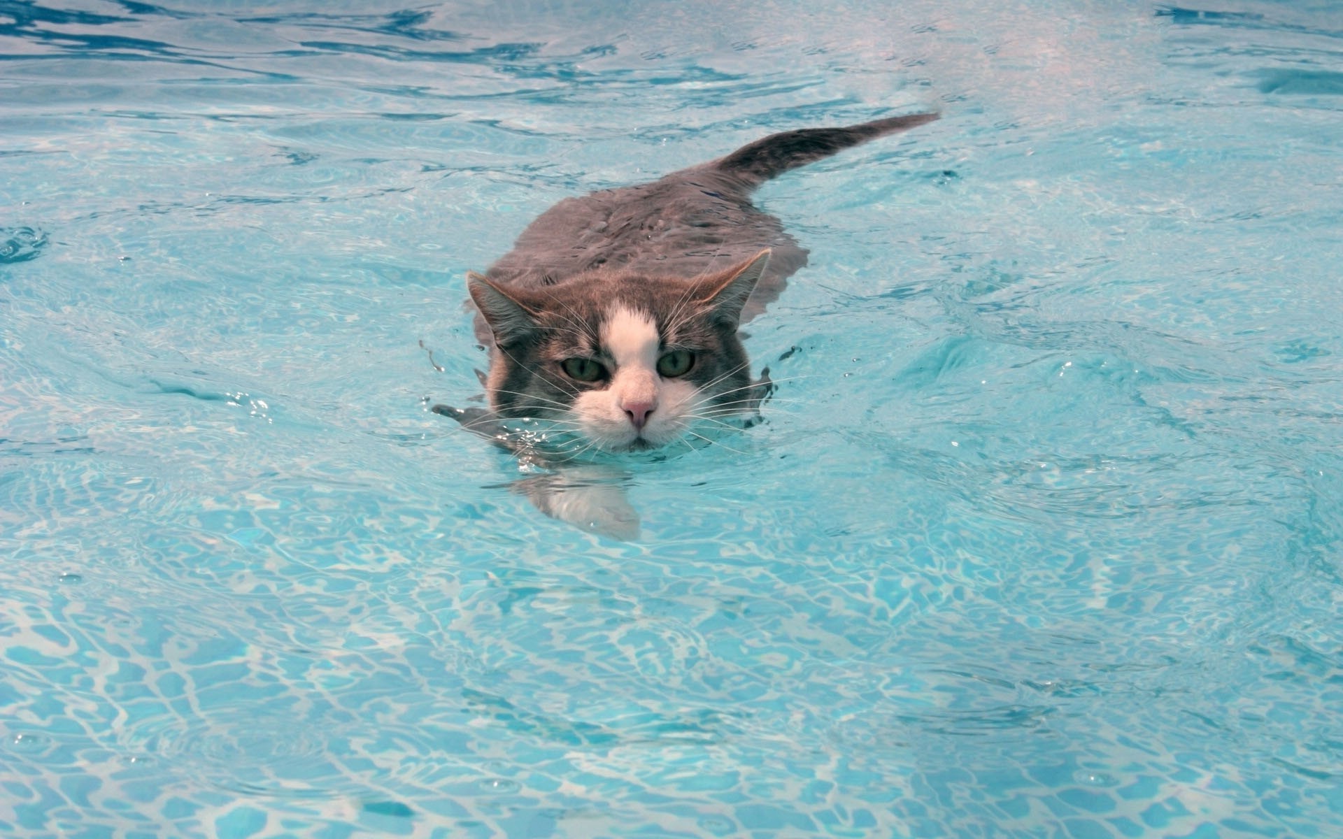 Who says cats can't swim? - Phone wallpapers
