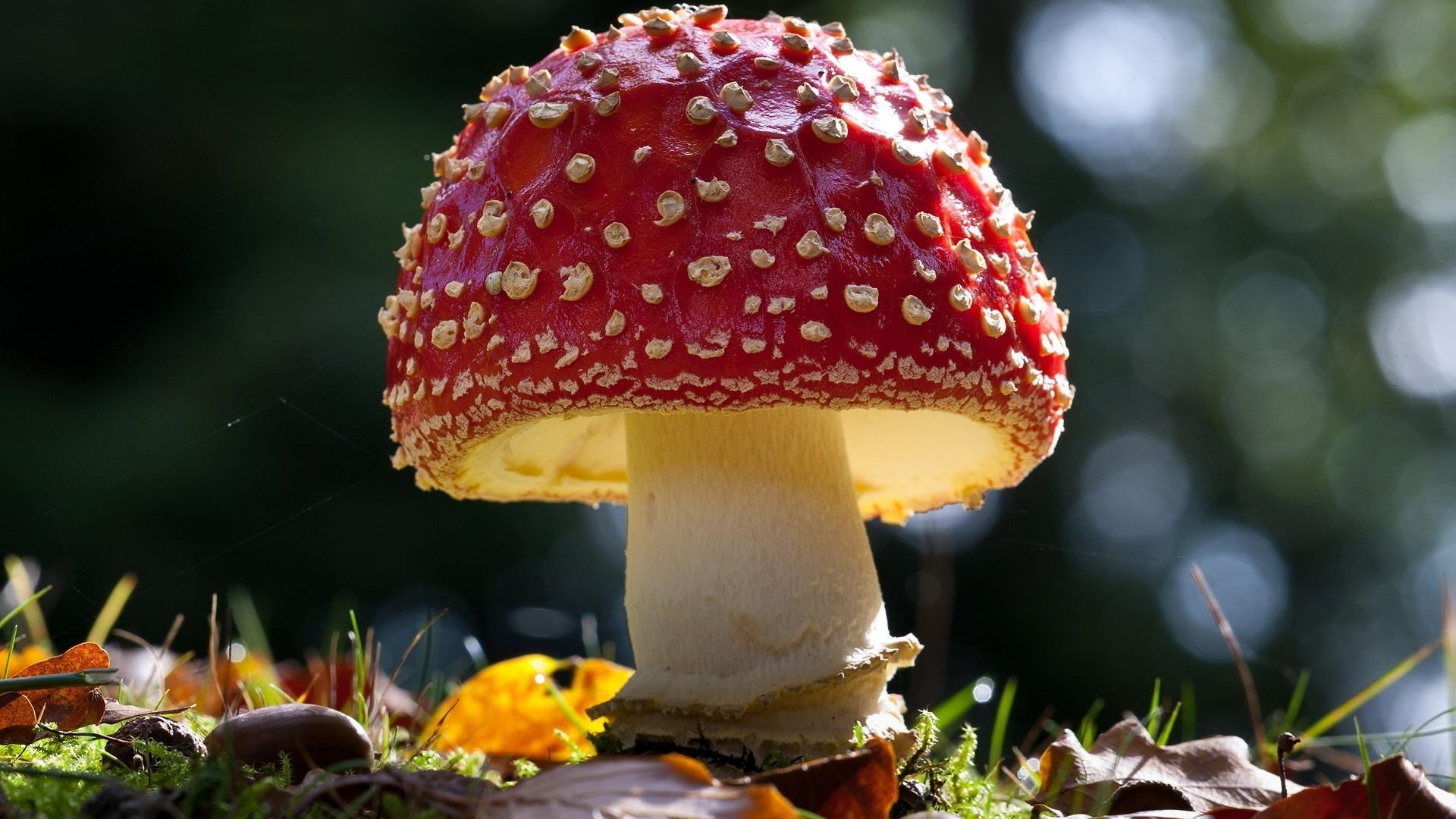 植物 蘑菇 秋天 真菌 自然 叶 户外 食物 植物 季节 毒菌 木材 草 颜色