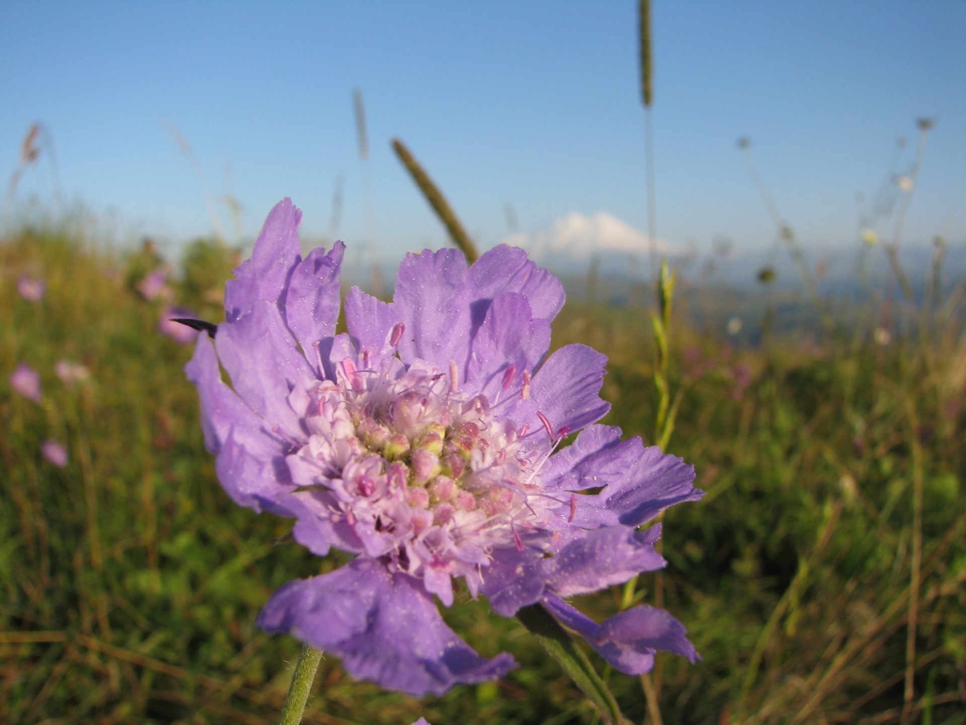 flores flor naturaleza campo heno hierba flora verano al aire libre color jardín floración floral hermoso temporada primer plano buen tiempo pétalo