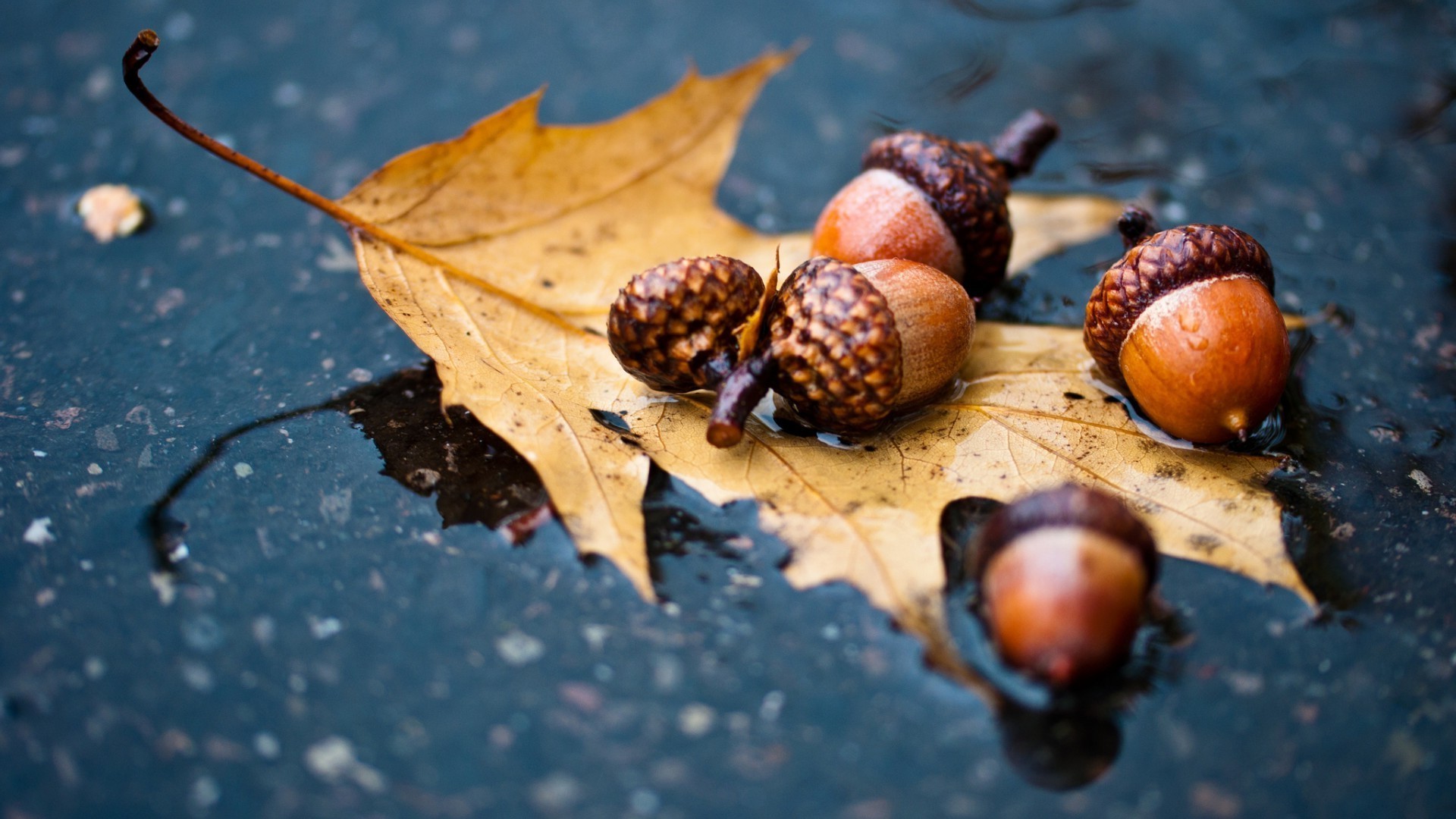 gouttelettes d eau automne feuille nature alimentaire fruits bureau bois gros plan saison écrou arbre flore couleur