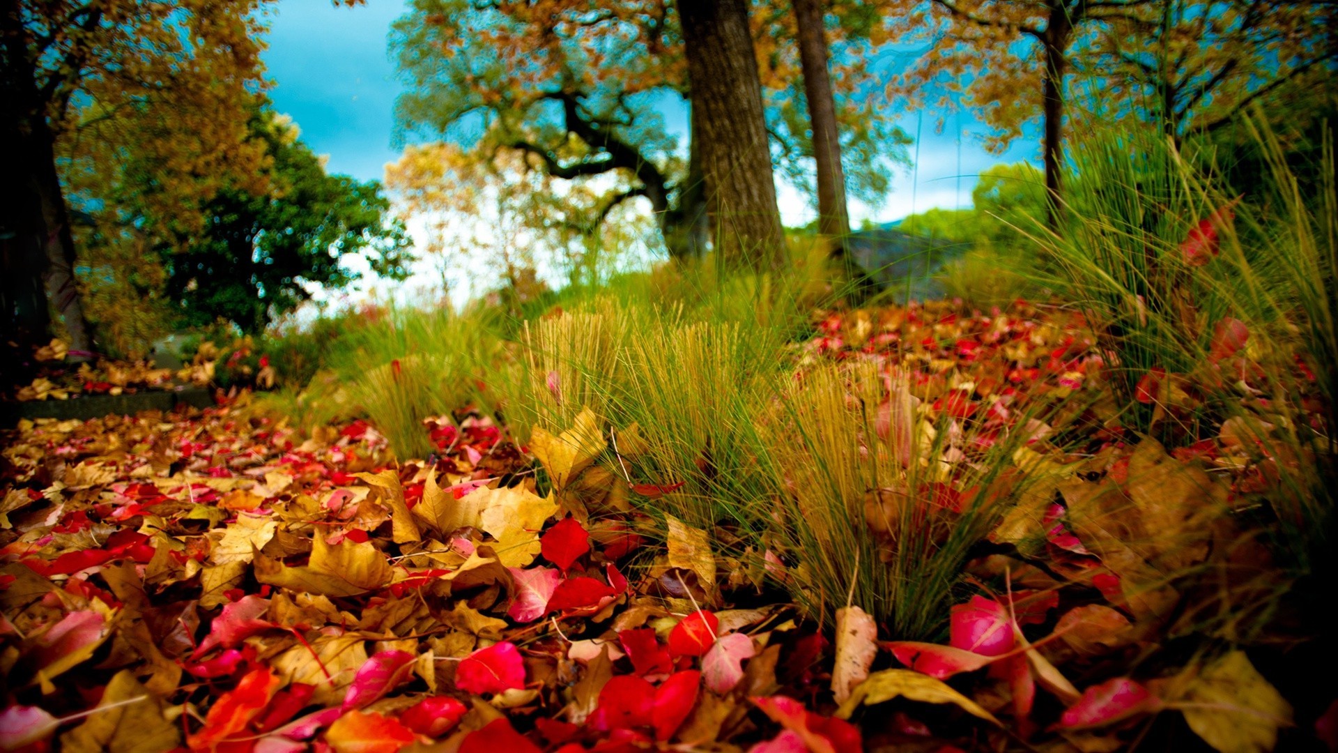 leaves fall leaf tree nature park maple outdoors wood season landscape color garden flora flower