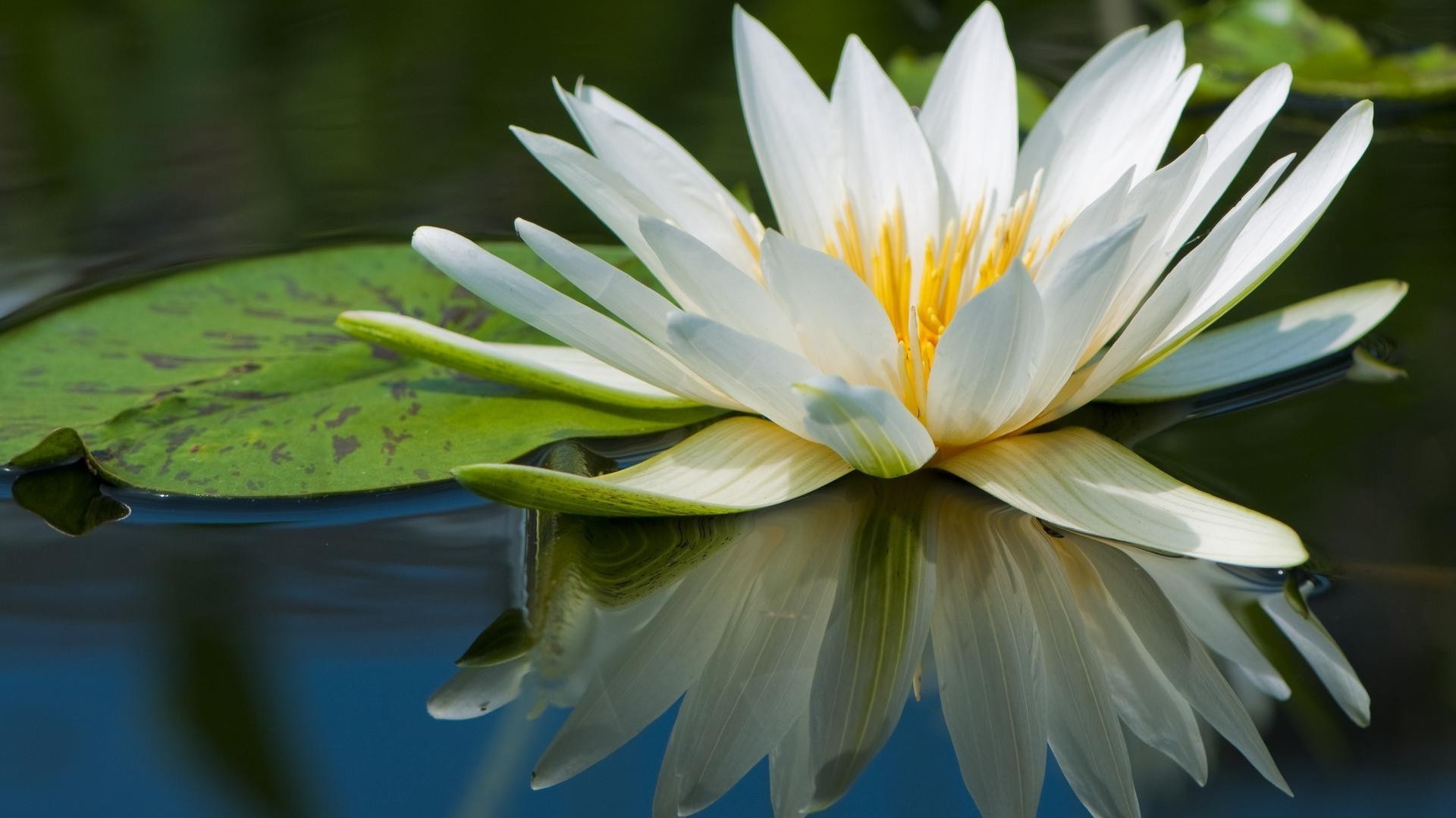 flowers in water flower nature lotus flora leaf lily pool garden blooming summer petal beautiful tropical exotic floral zen waterlily aquatic close-up