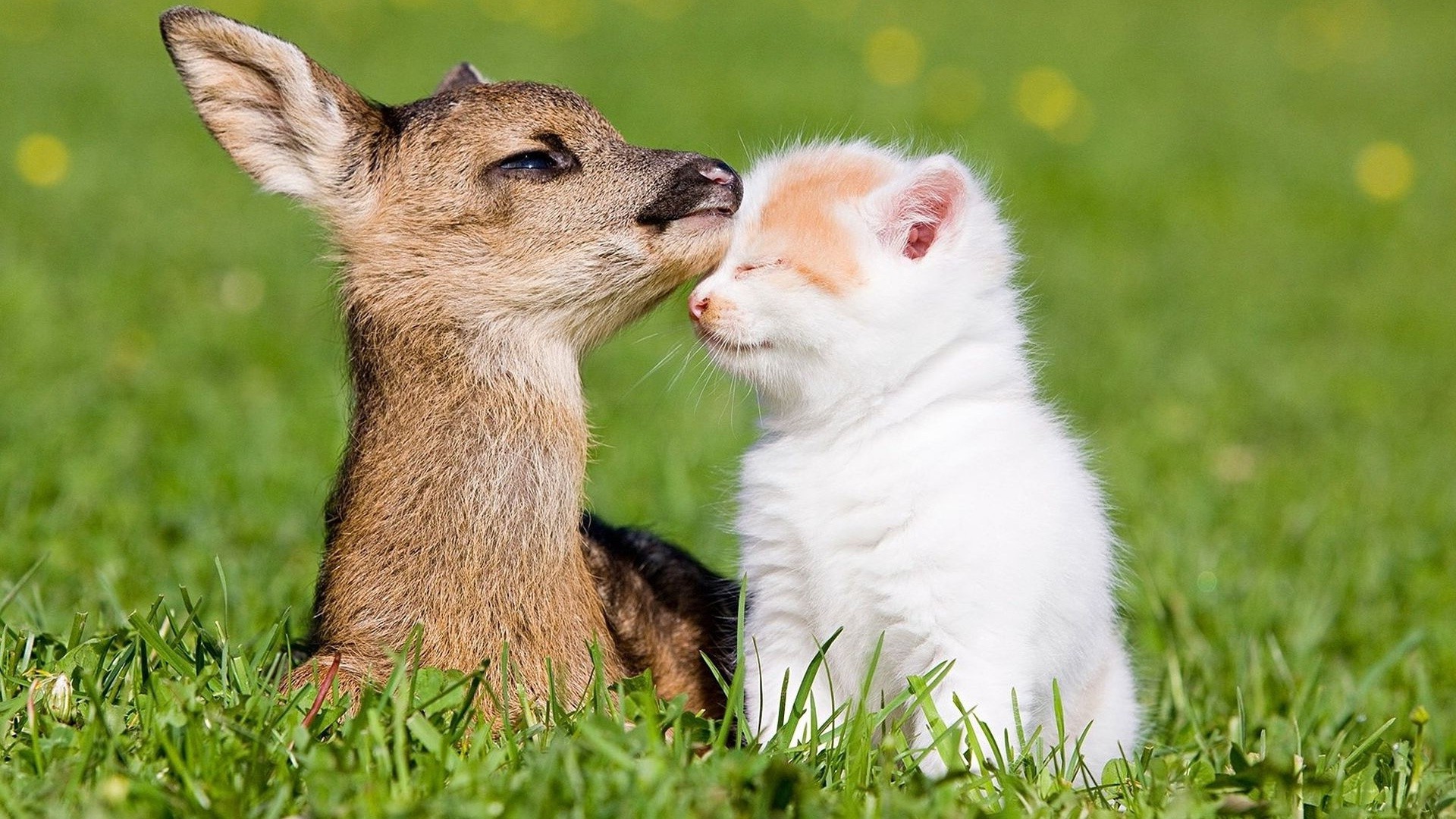 animaux herbe animal mignon mammifère nature faune fourrure petit jeune enfant portrait oeil foin