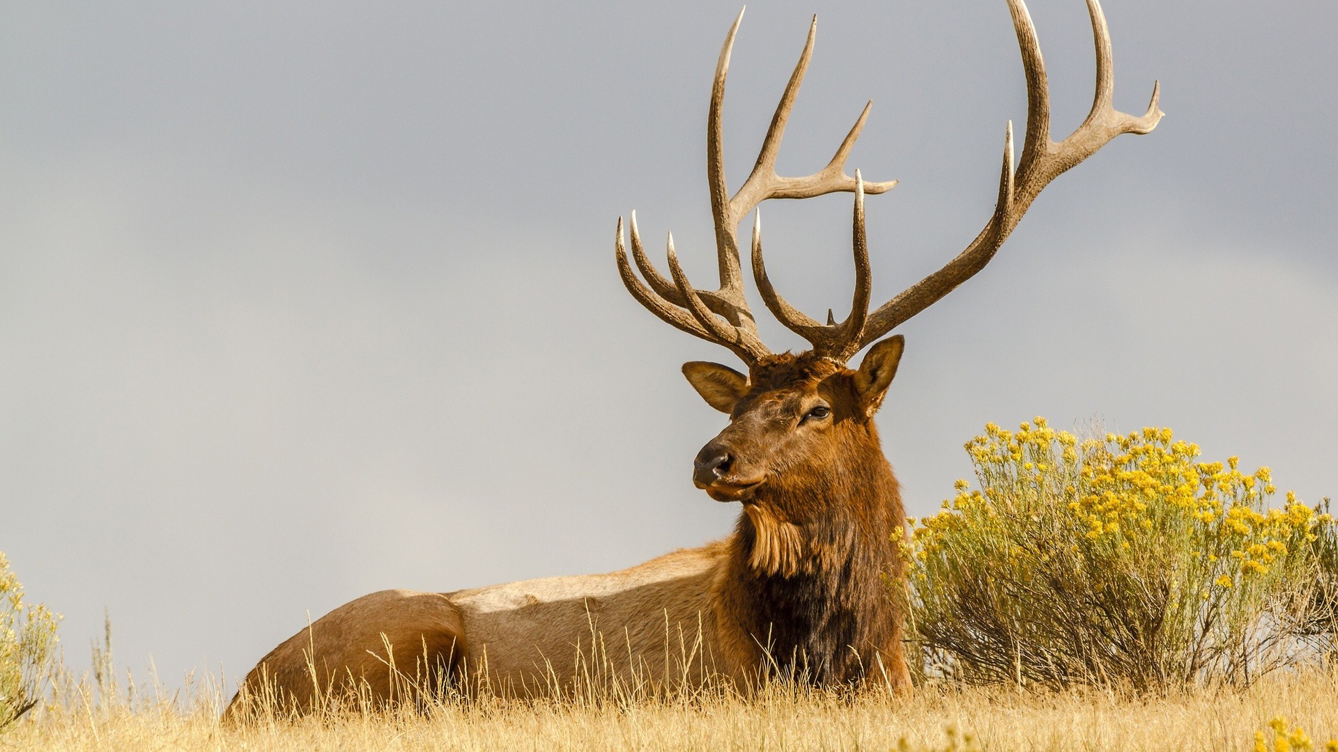 cervi panthera mammifero fauna selvatica erba natura addio al celibato alce all aperto campo serbatoio fieno rack selvaggio