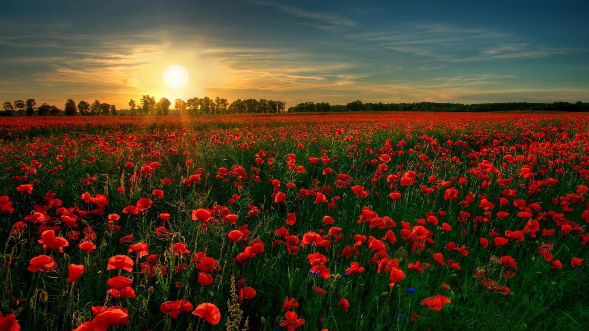 the sunset and sunrise flower poppy field hayfield nature flora rural color outdoors agriculture landscape summer floral bright growth sun