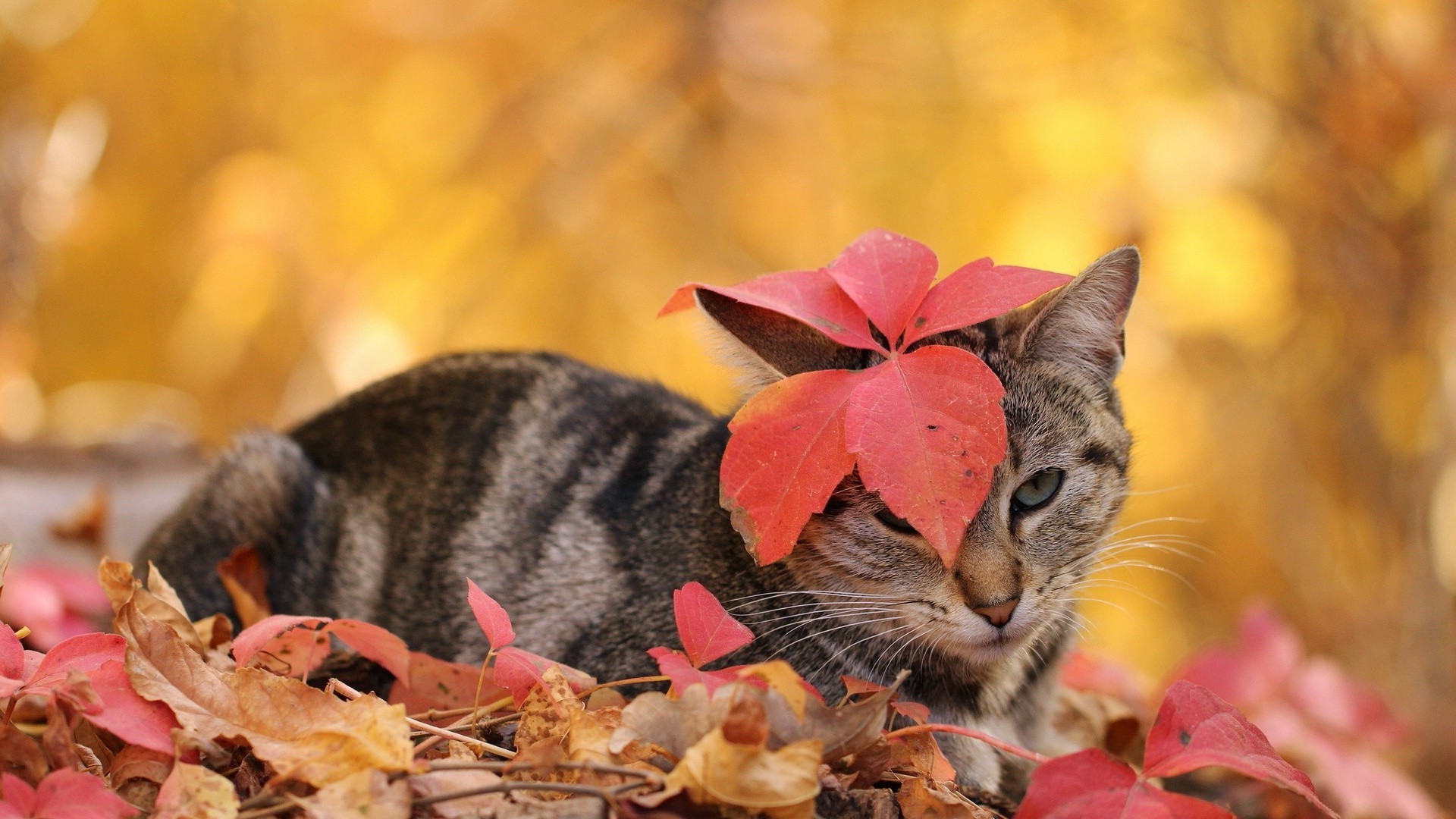 katze katze niedlich natur herbst tier wenig säugetier haustier im freien fell kätzchen blatt porträt auge inländische farbe lustig junge