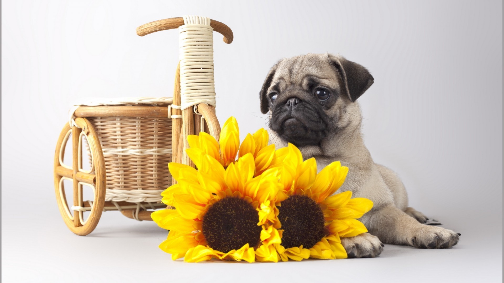 perro lindo pequeño mascota escritorio estudio doméstico divertido