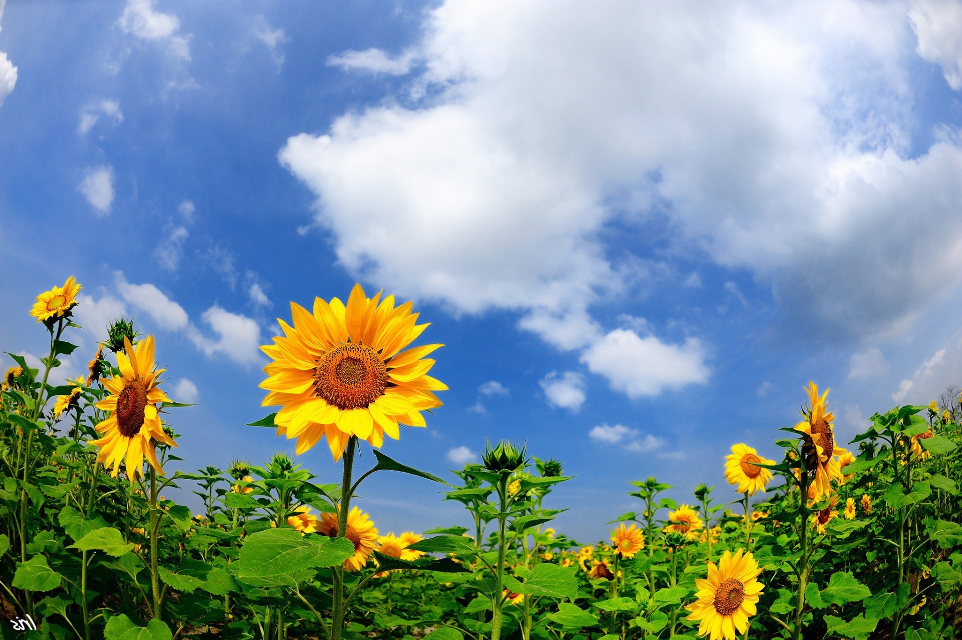 fiori estate natura fiore crescita foglia flora sole luminoso bel tempo girasole campo rurale all aperto cielo giardino floreale