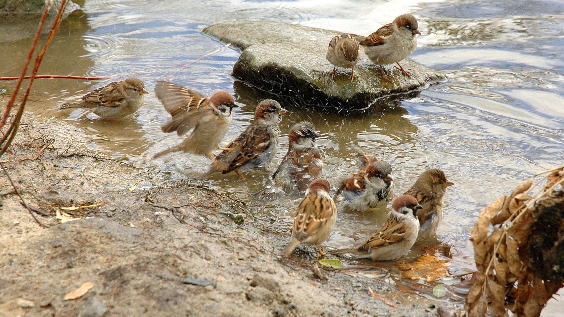 animales aves vida silvestre naturaleza agua animal al aire libre pato aves piscina dos salvaje