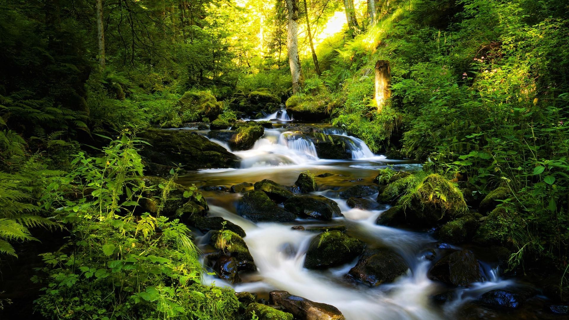 rivers ponds and streams wood water waterfall nature river stream leaf moss rock landscape outdoors cascade tree fall creek travel lush flow mountain