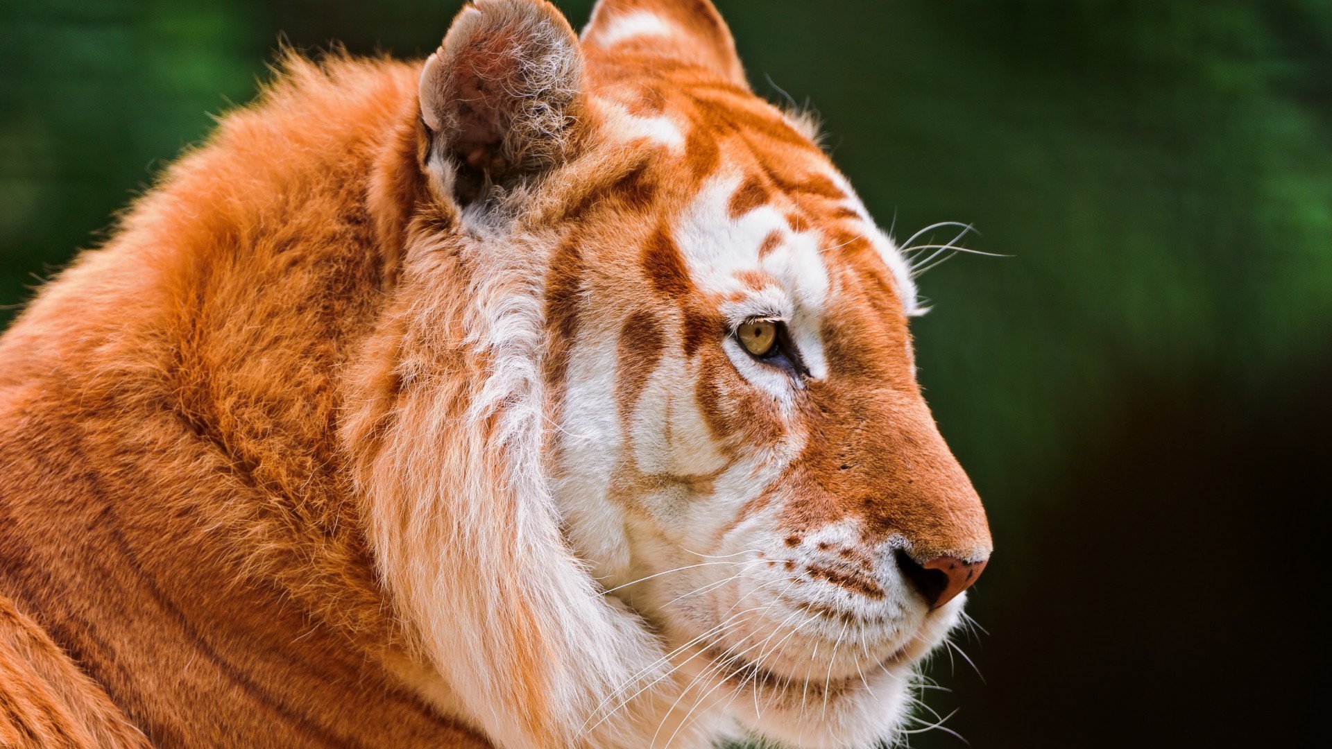 tiger säugetier katze tierwelt tier fell zoo porträt raubtier natur wild jäger auge tiger groß dschungel niedlich safari