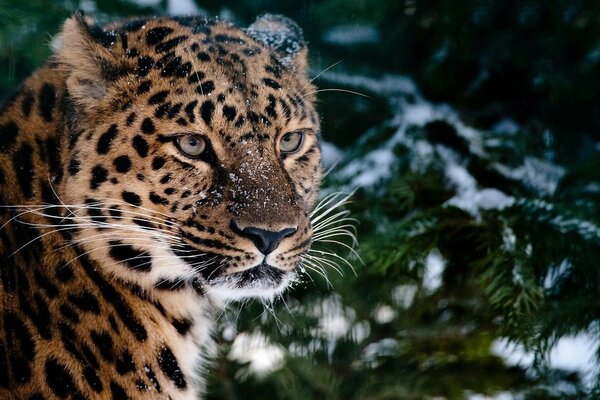 The leopard looks mysteriously from under the Christmas tree